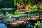 Giant water lily decorates open water of a pond at Naples Botanical Garden, Collier County, Florida Landscape Print